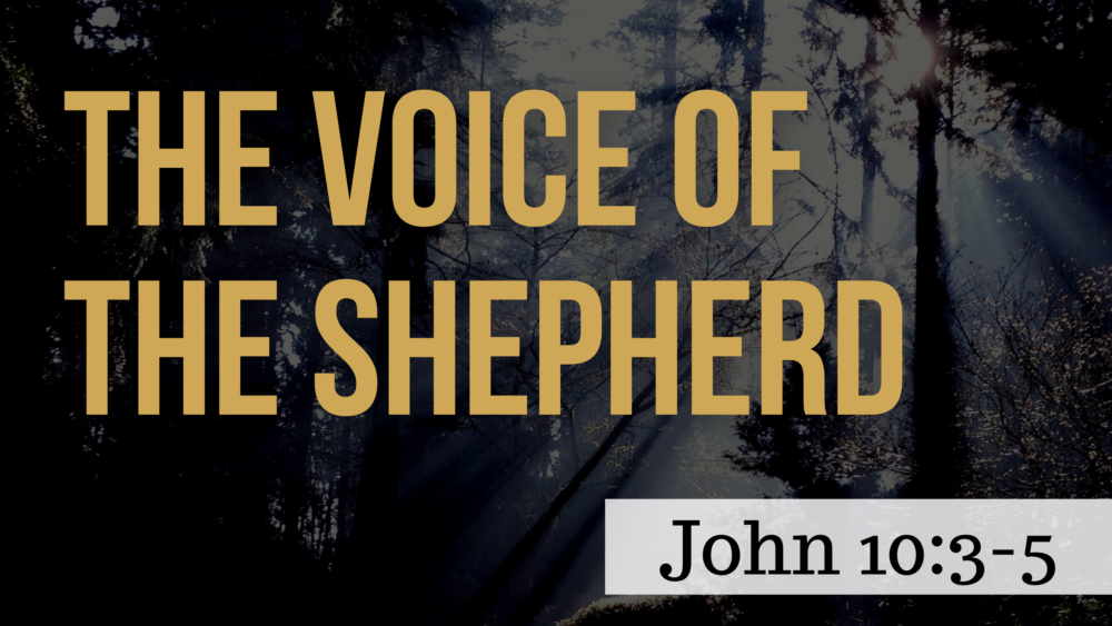  SERMON: The Voice of the Shepherd